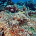 crocodilefish_flathead_cc_h_0705_png1710.jpg